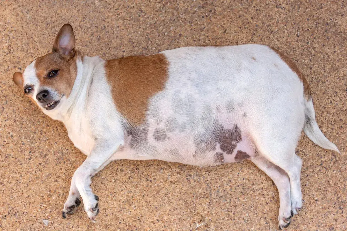 Mi perro tiene la cola inflamada, parece que se ha dado un golpe.