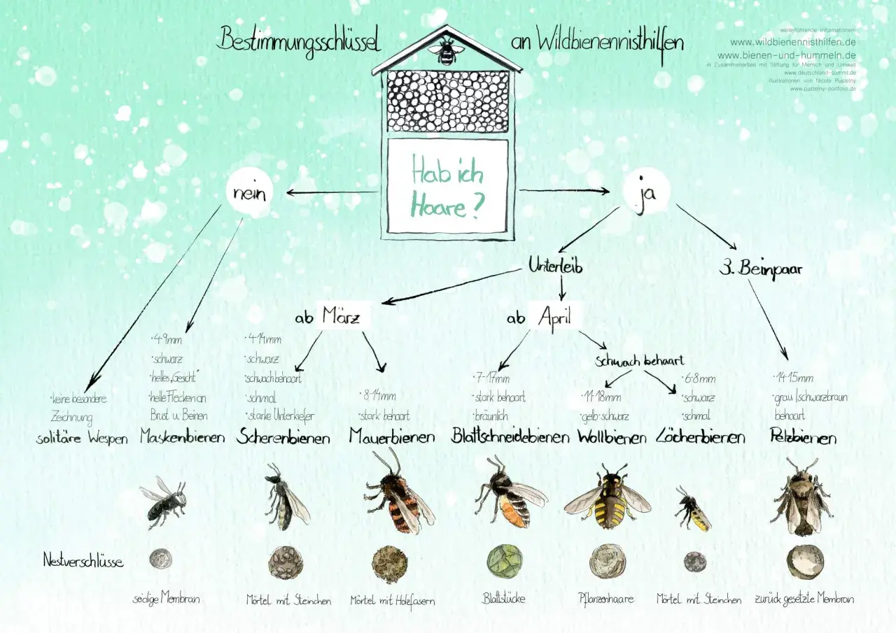 Bestimmungsschlüssel für Wildbienen: Ein Flussdiagramm hilft bei der Identifizierung anhand von Merkmalen wie Behaarung und Größe.