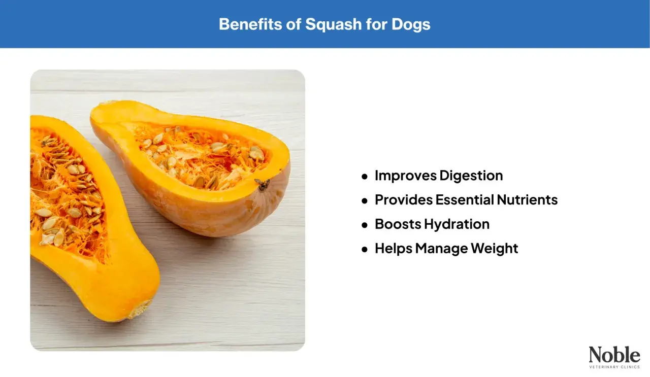 A halved butternut squash, showing its seeds and flesh, illustrates the benefits of squash for dogs, including improved digestion and weight management.
