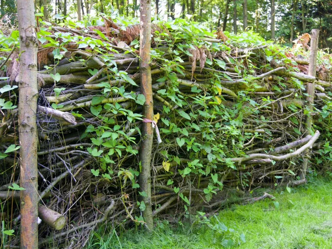 Ein rustikaler Zaun aus totholz im garten, bewachsen mit grünen Ranken.