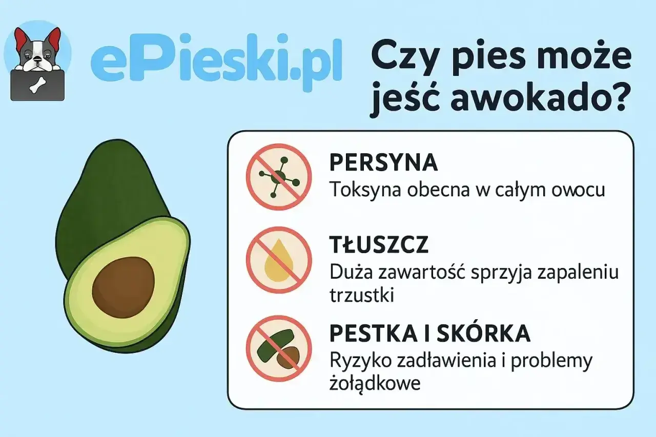 Czy pies może jeść awokado? Grafika ostrzega przed toksyną, tłuszczem i pestką awokado, które są szkodliwe dla psów.