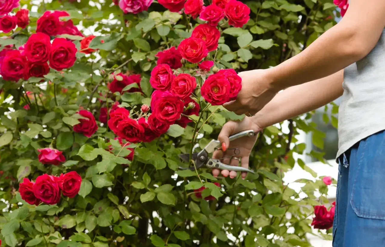 Mani che potano rose rosse. Un gesto essenziale per sapere come curare le rose e mantenerle rigogliose.