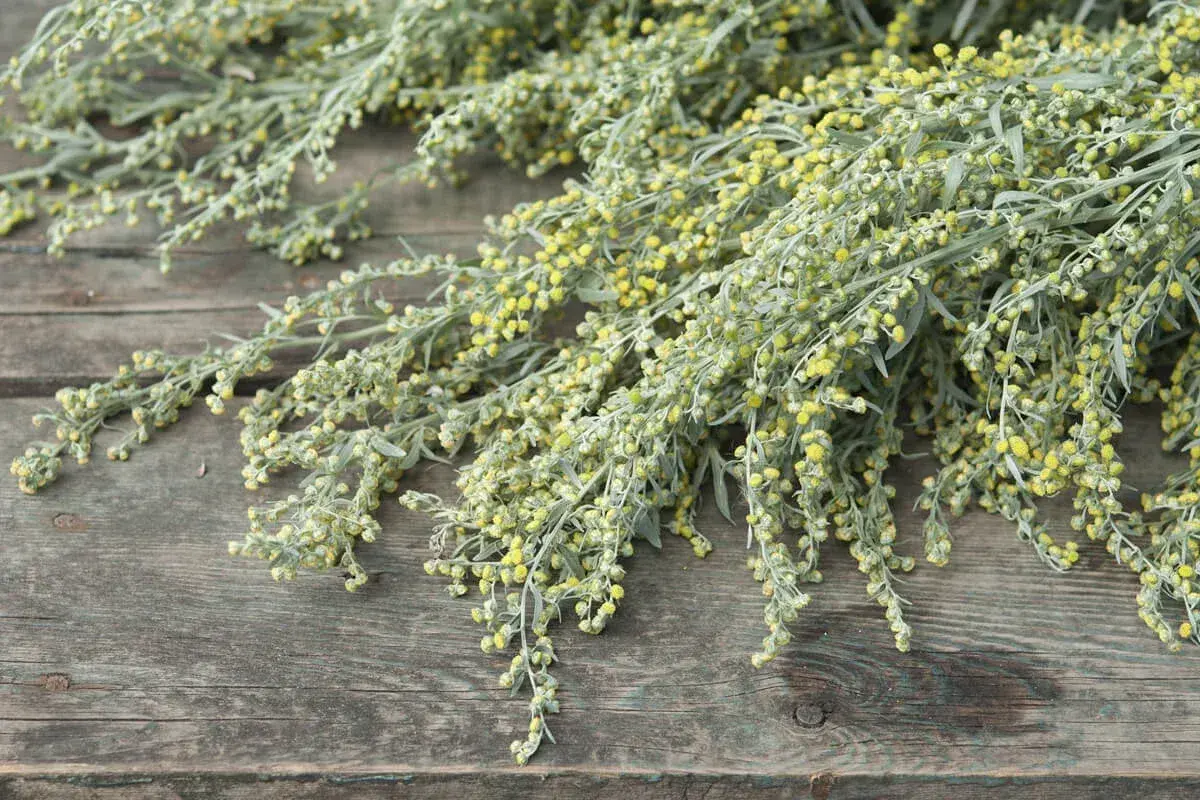 Büschel von Beifuß mit kleinen gelben Blüten auf verwittertem Holz. Die Wermut Wirkung ist vielfältig, von verdauungsfördernd bis entzündungshemmend.