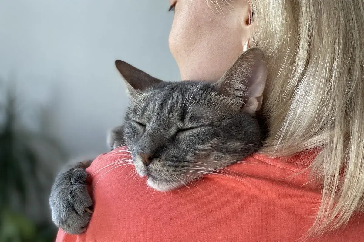 A sleeping tabby cat rests on a person's shoulder, a clear sign your cat imprinted on you. Its paw is gently curled around the shoulder.