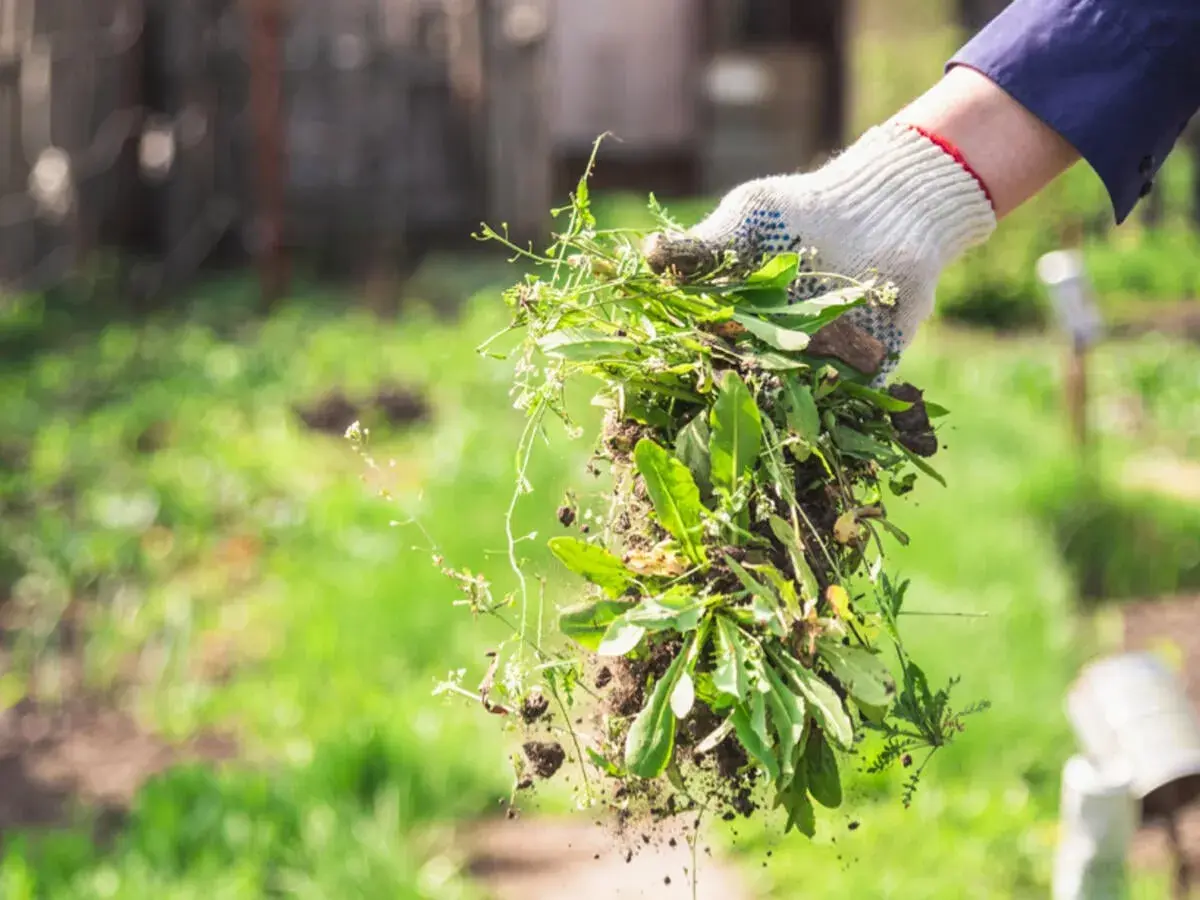 Gezupftes Unkraut fällt aus einer behandschuhten Hand. Ein natürlicher Unkrautvernichter für den Garten.