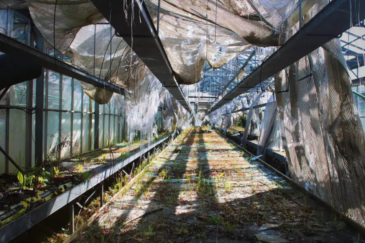 Intérieur d'une serre abandonnée, idéale pour des urbex tours. Le toit déchiré laisse passer la lumière sur les débris et la végétation sauvage.