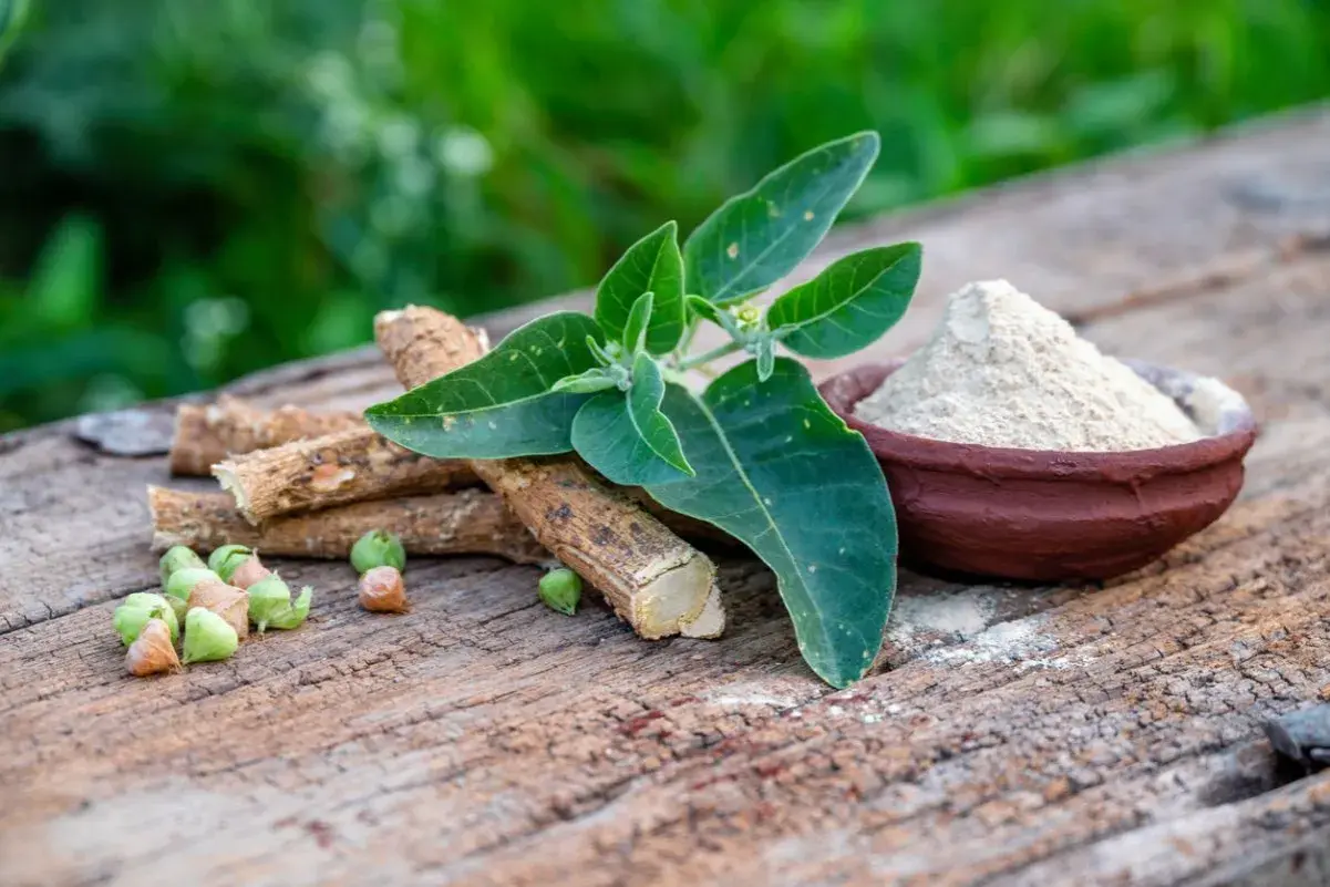 Raíces, hojas y polvo de ashwagandha, mostrando sus múltiples beneficios para la salud.