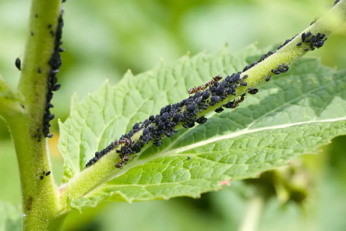 Une tige verte couverte de pucerons noirs et de quelques fourmis. Ces plantes attirent les pucerons, créant un festin pour les insectes.