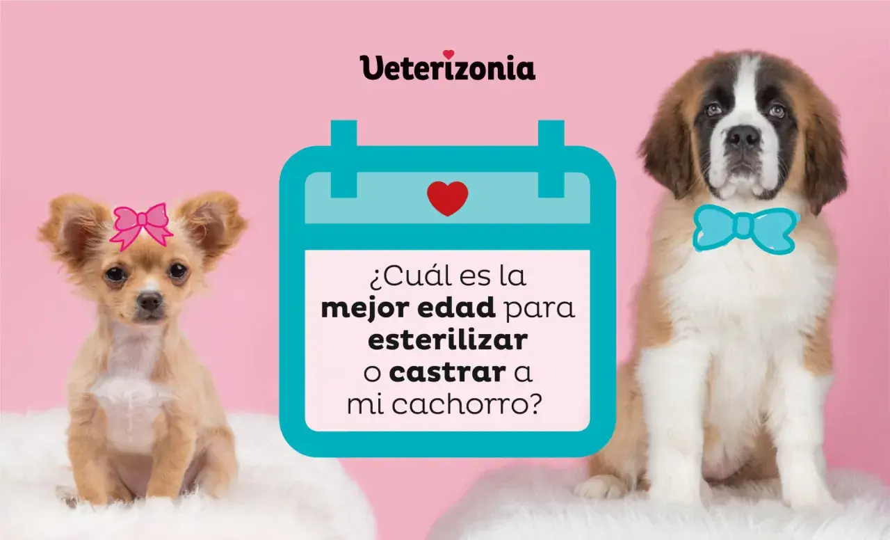 Chihuahua con lazo rosa y San Bernardo con pajarita azul, junto a un calendario que pregunta la mejor edad para esterilizar o castrar. Conoce los beneficios de castrar a un perro.