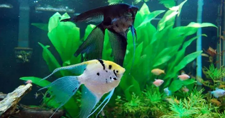 Czy pyszczaki mogą być ze skalarami? Uniknij agresji w akwarium