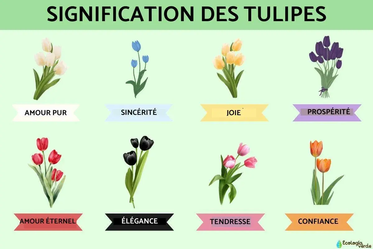 Illustration de tulipes de différentes couleurs, chacune symbolisant une signification spirituelle : amour pur, sincérité, joie, prospérité, amour éternel, élégance, tendresse et confiance.