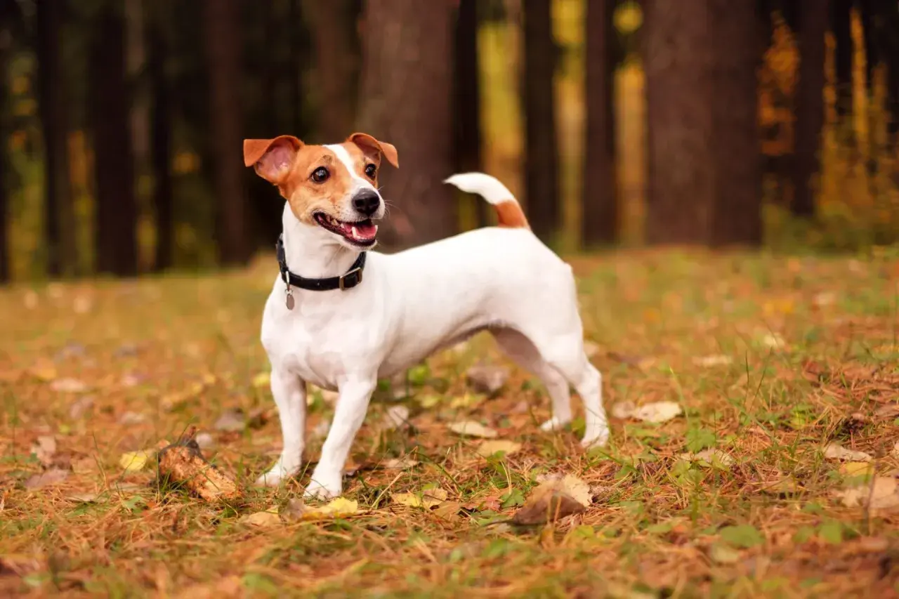 Wesoły jack russell terrier w jesiennym lesie, gotowy do zabawy.