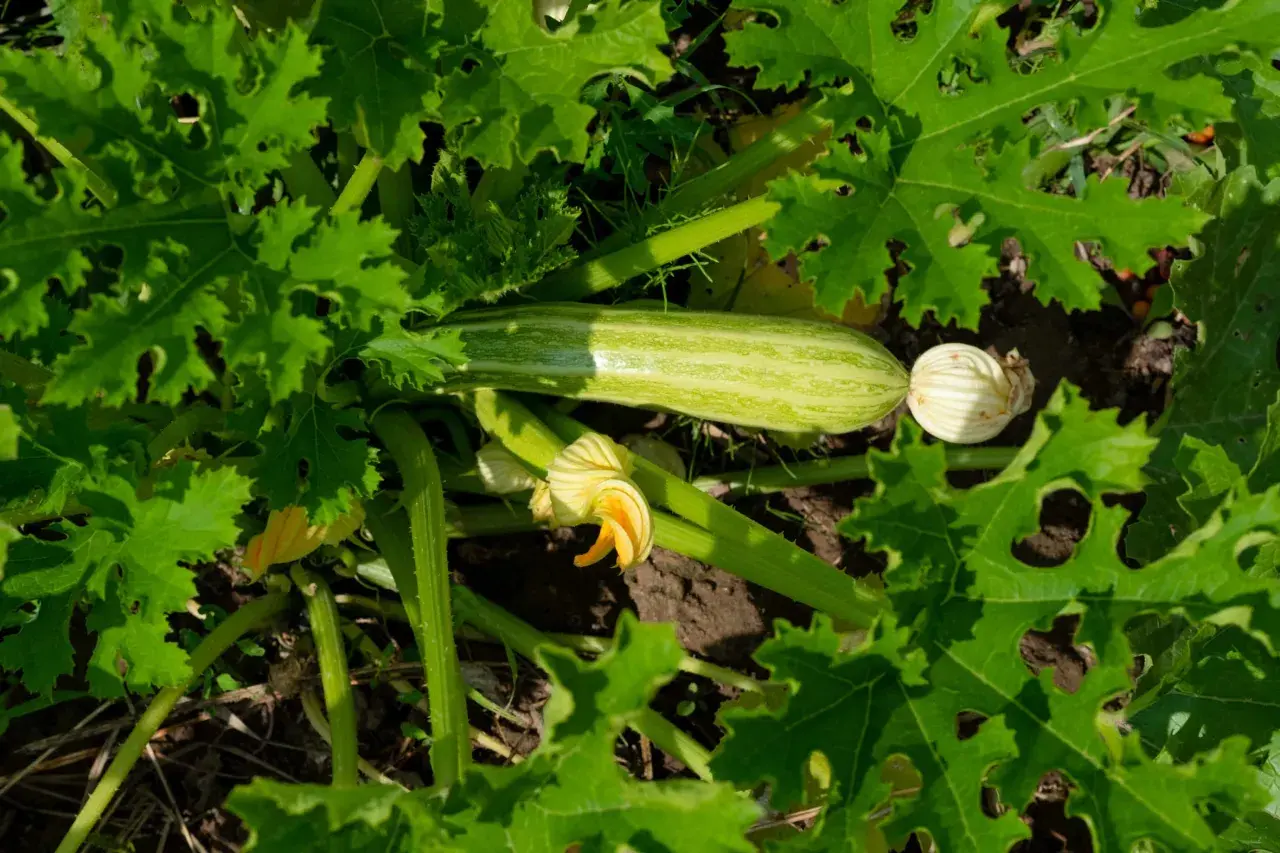 Courgette verte rayée, fleur jaune et bourgeon sur un plant luxuriant. Faut-il arroser les courgettes tous les jours ? La réponse dépend de la météo !