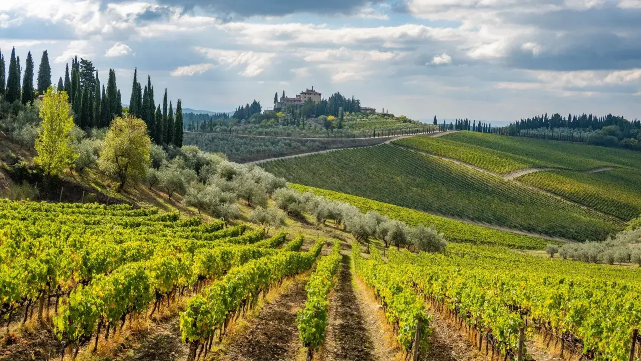 Paysage toscan avec vignoble et oliveraie. Au loin, une villa perchée sur une colline, typique de la province of Florence.