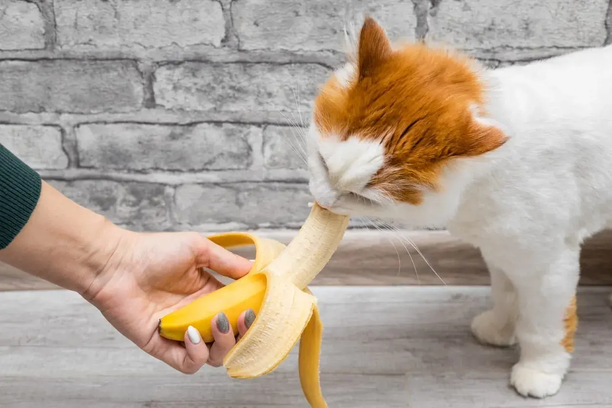Rudy kot je banana podanego z ręki. Czy koty mogą jeść banany? Tak, ale w małych ilościach.