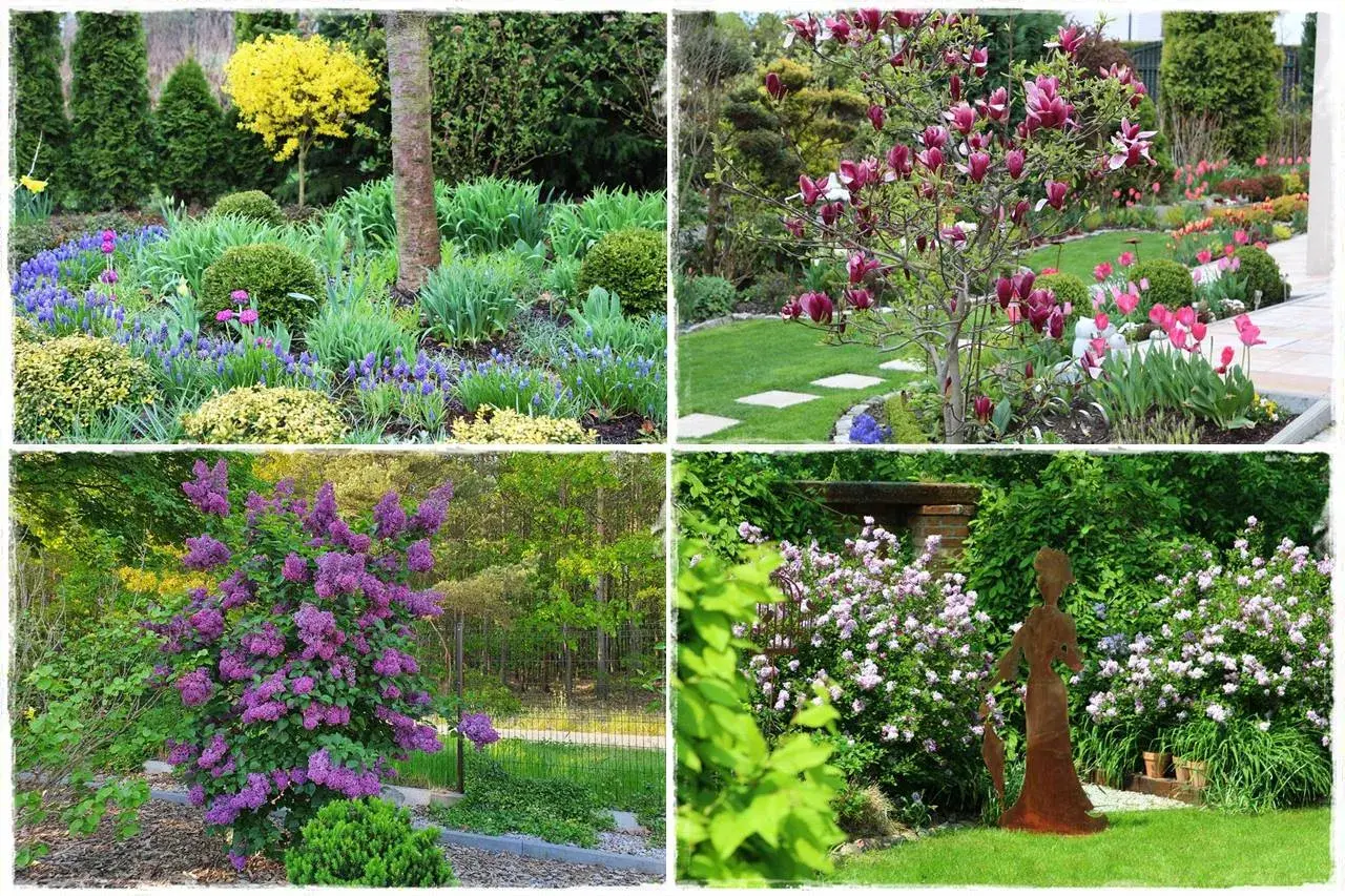 Wiosenne kwiaty w ogrodzie: fioletowe hiacynty, żółte żonkile, kwitnąca magnolia, różowe tulipany i kwitnący bez.