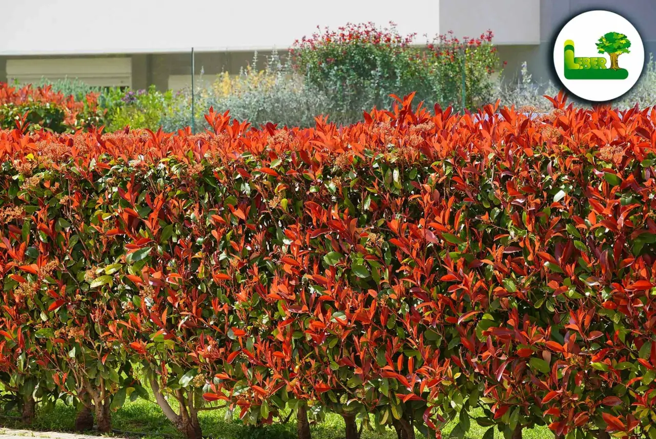 Eine Hecke aus glanzmispel oder kirschlorbeer mit leuchtend roten jungen Blättern und grünen älteren Blättern.
