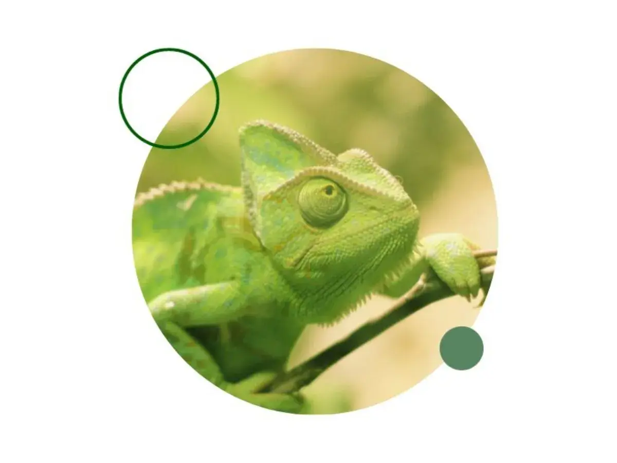 Camaleón verde, un ejemplo de que reptiles se pueden tener de mascota en España.
