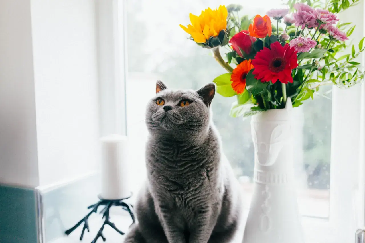 En grå, fluffig fredskalla katt sitter vid ett fönster bredvid en vas med färgglada blommor.