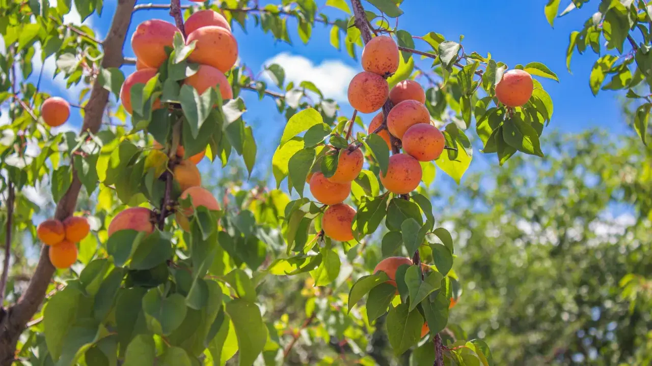 Rameaux d'un abricotier chargés de fruits mûrs, sous un ciel bleu éclatant. L'exposition parfaite pour une récolte abondante.