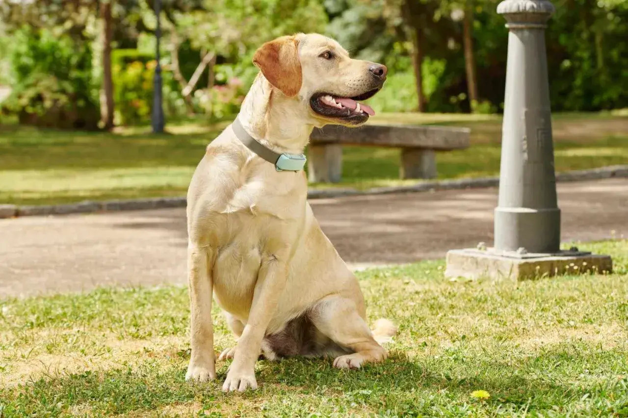 Labrador sentado en el césped, con collar azul. Parece que mi perro respira raro como si se ahogara.