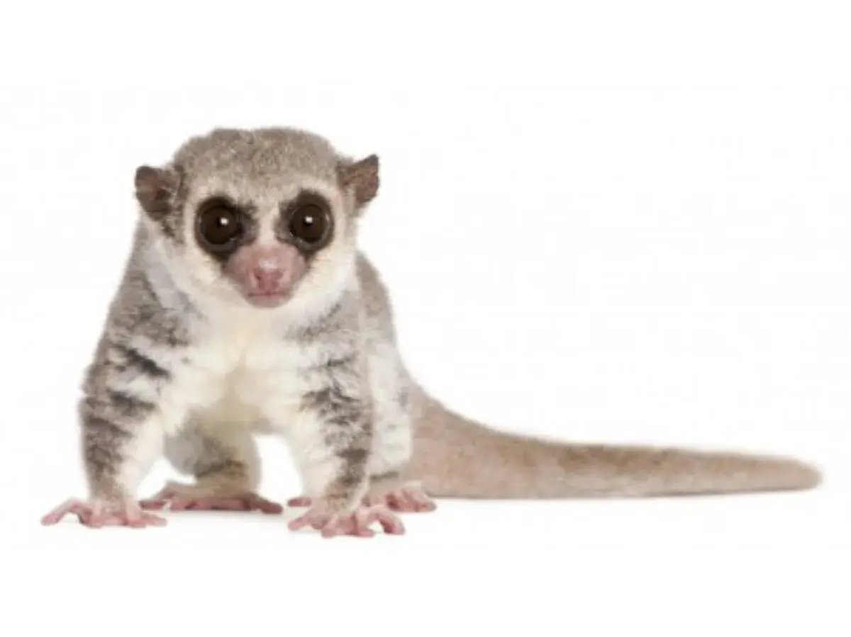 Mały, puszysty lemur, uroczy **primate po polsku**, z wielkimi, ciemnymi oczami i długim ogonem, siedzi na białym tle.
