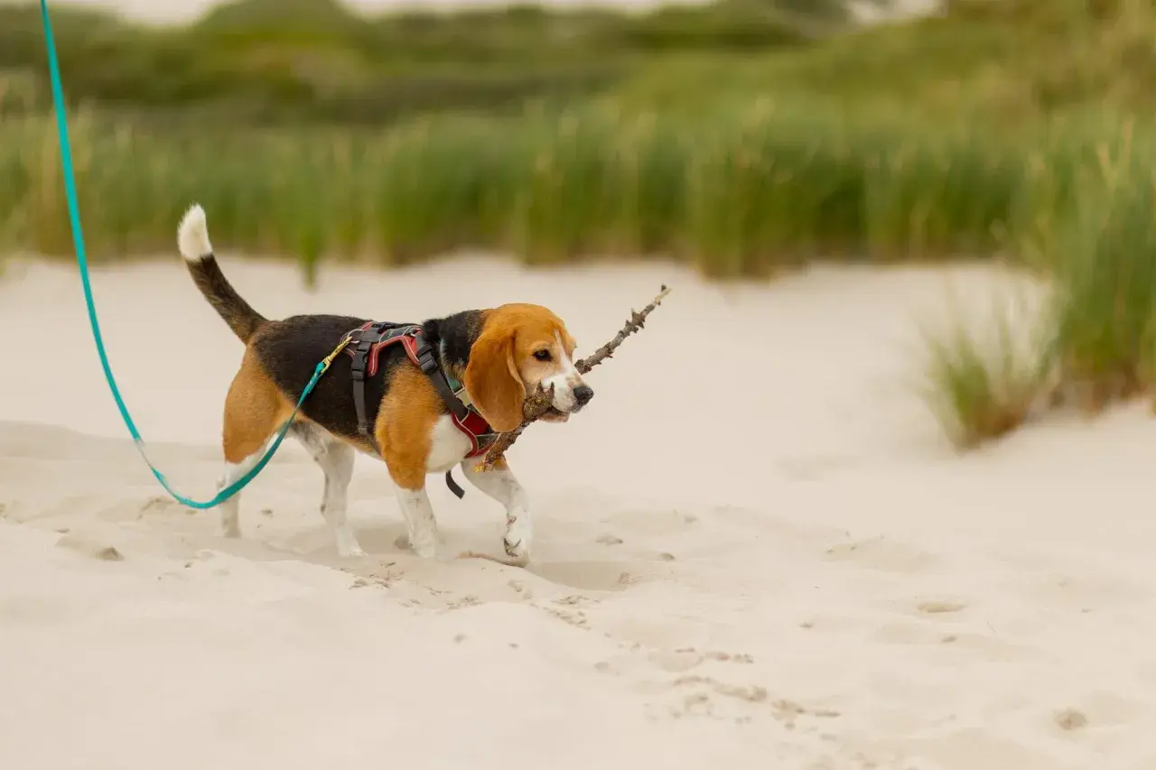 Szczeniak beagle z patykiem w pysku spaceruje po plaży. Widać, że to idealny moment, kiedy szczeniak może wyjść na dwór.