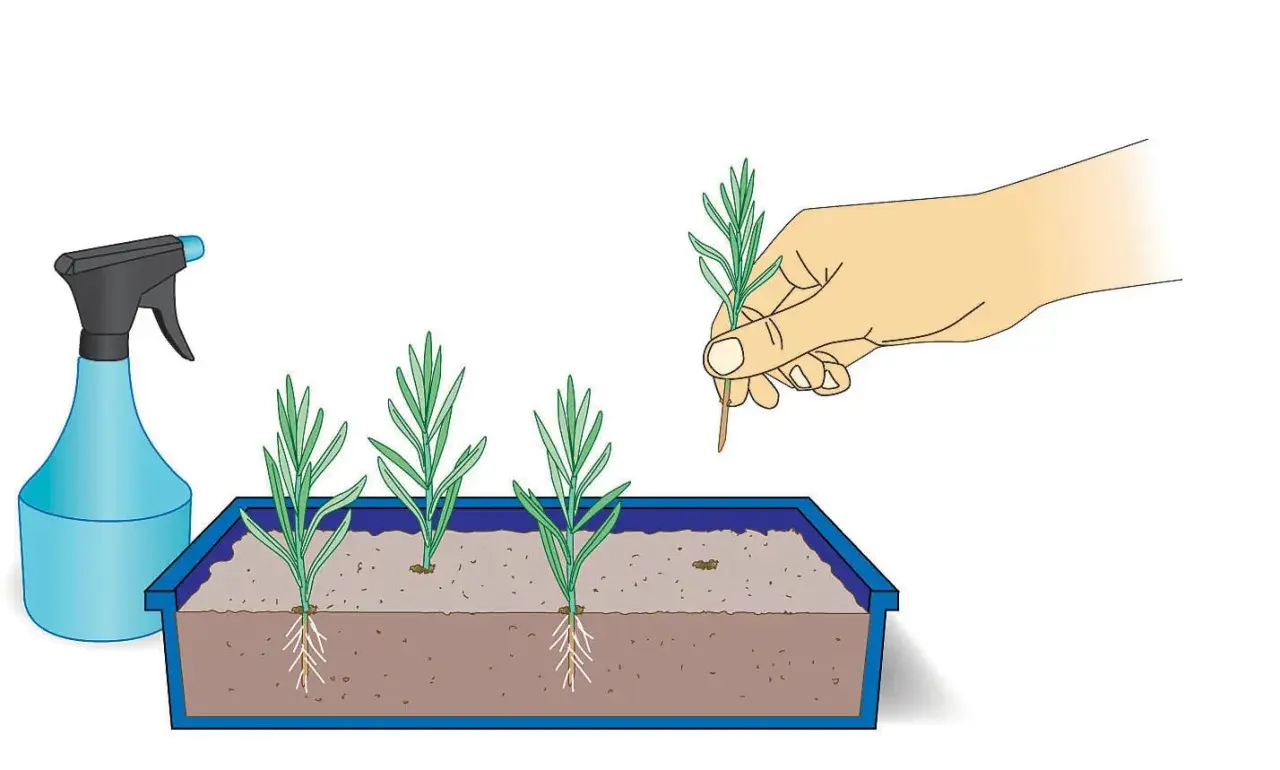 Hand pflanzt Lavendel Stecklinge in Erde. Sprühflasche daneben.