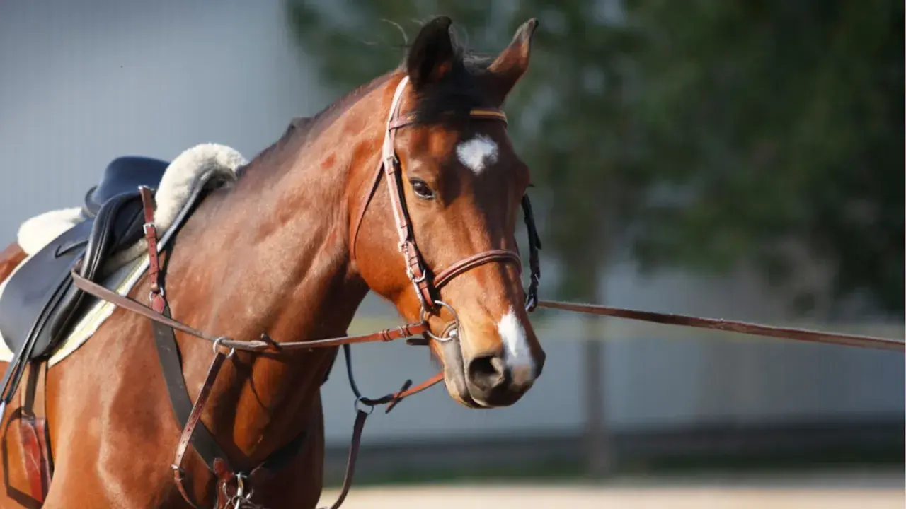 Cheval brun avec selle et enrênement chambon, prêt pour l'entraînement.
