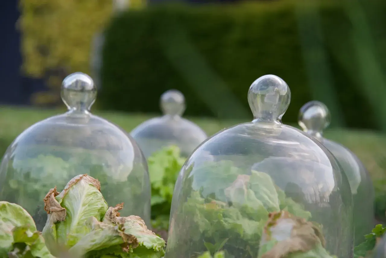 Salades protégées sous des cloches de verre, une solution anti limace naturel pour un potager sain.