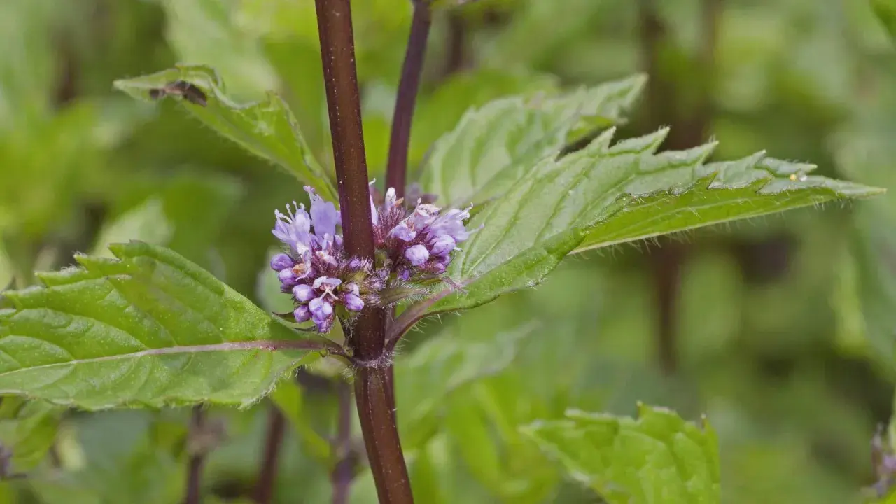 Nahaufnahme von marokkanischer Minze mit zarten lila Blüten. Der Unterschied zur Pfefferminze liegt in den feineren Blättern und dem süßeren Aroma.