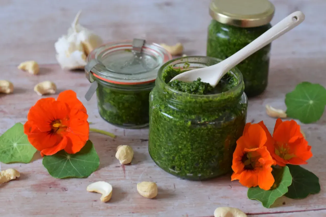 Frisches Kapuzinerkresse Pesto in Gläsern, umgeben von Kapuzinerkresseblüten, Cashewkernen und Knoblauch.