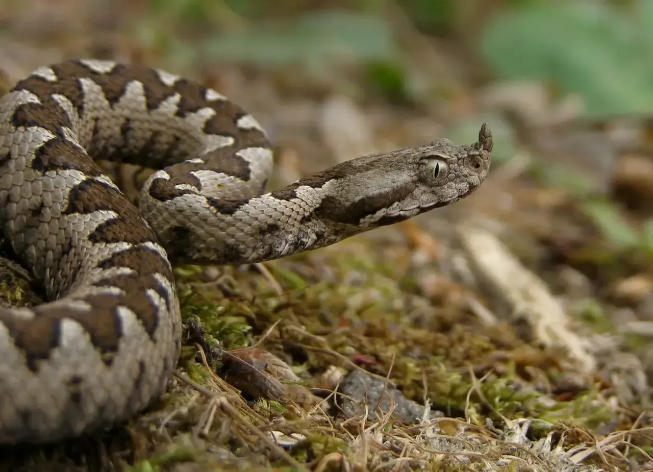 Una serpiente con cuernos, con escamas grises y marrones, se enrosca sobre musgo y hojarasca.