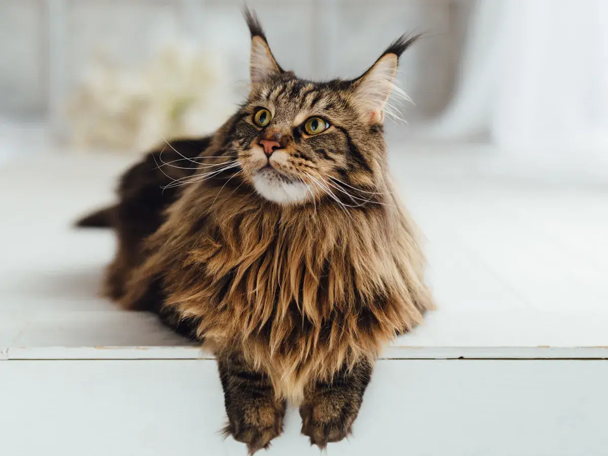 Majestatyczny Maine Coon z bujną grzywą i puszystym ogonem spogląda w górę.