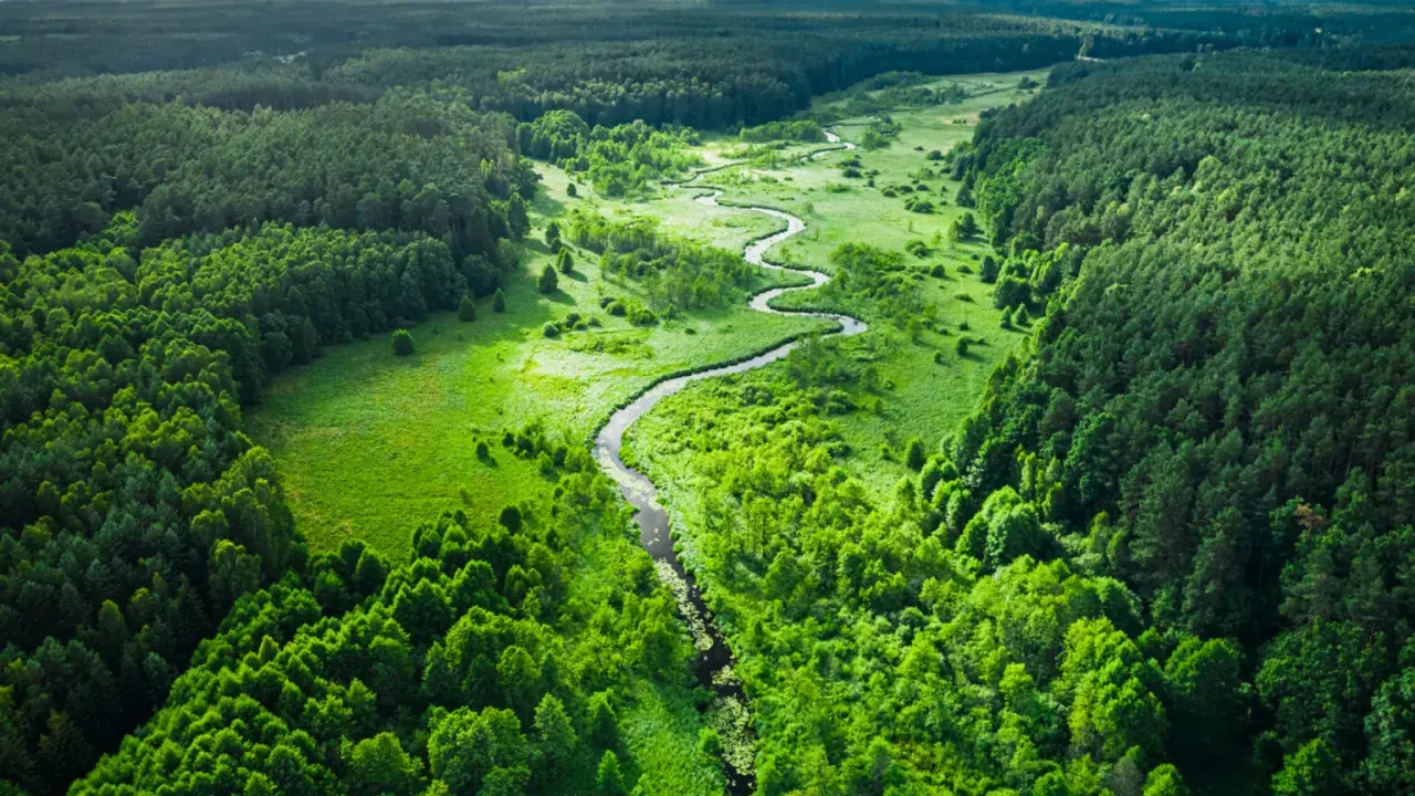 Wężowata rzeka przecina zielone doliny, otoczone gęstymi lasami. To krajobraz, który pokazuje najpiękniejsze lasy w Polsce.