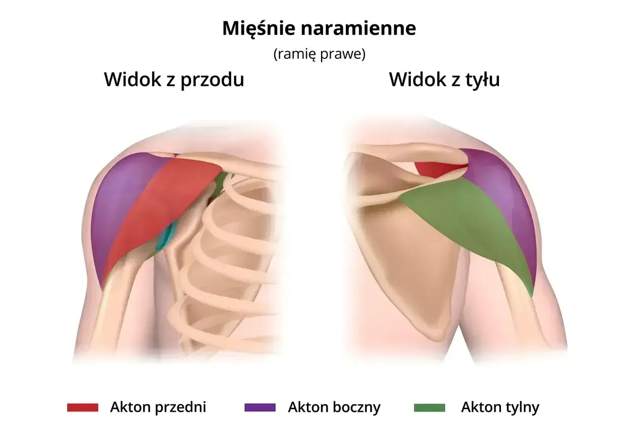 Anatomia mięśni naramiennych: widok z przodu i z tyłu. Określenie, ile serii na barki wykonać, zależy od treningu.