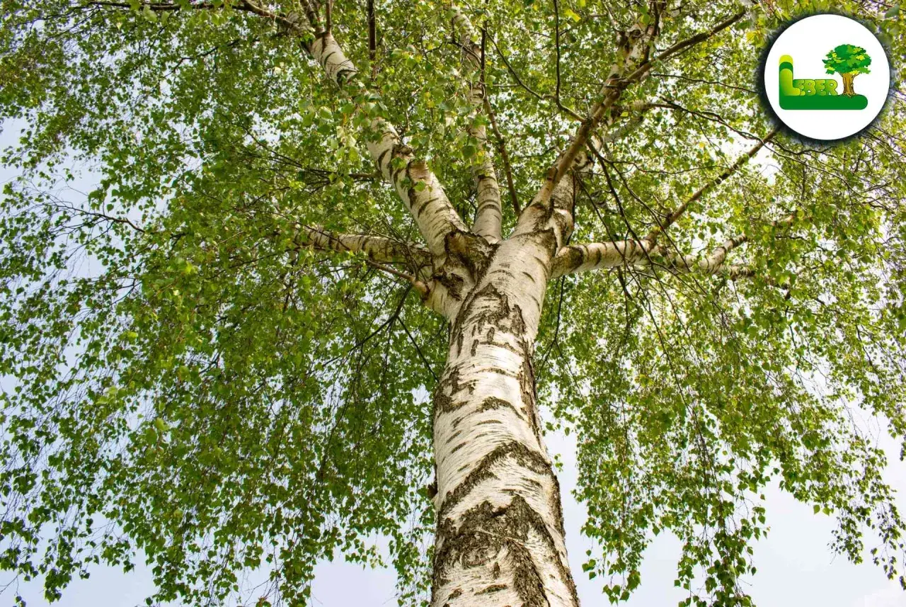 Ein majestätischer **Birke Baum** mit weißer Rinde und üppigem grünen Laubwerk, das sich gegen den hellen Himmel abhebt.