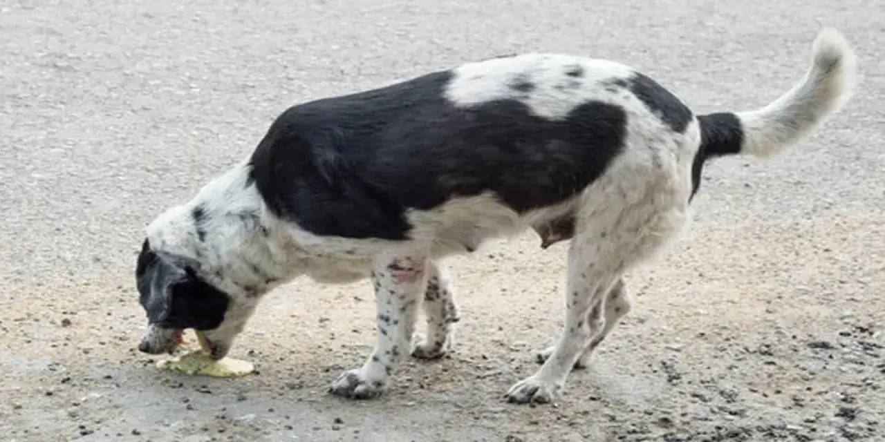 Perro blanco y negro vomitando bilis. Si tu perro vomita bilis, consulta a tu veterinario.