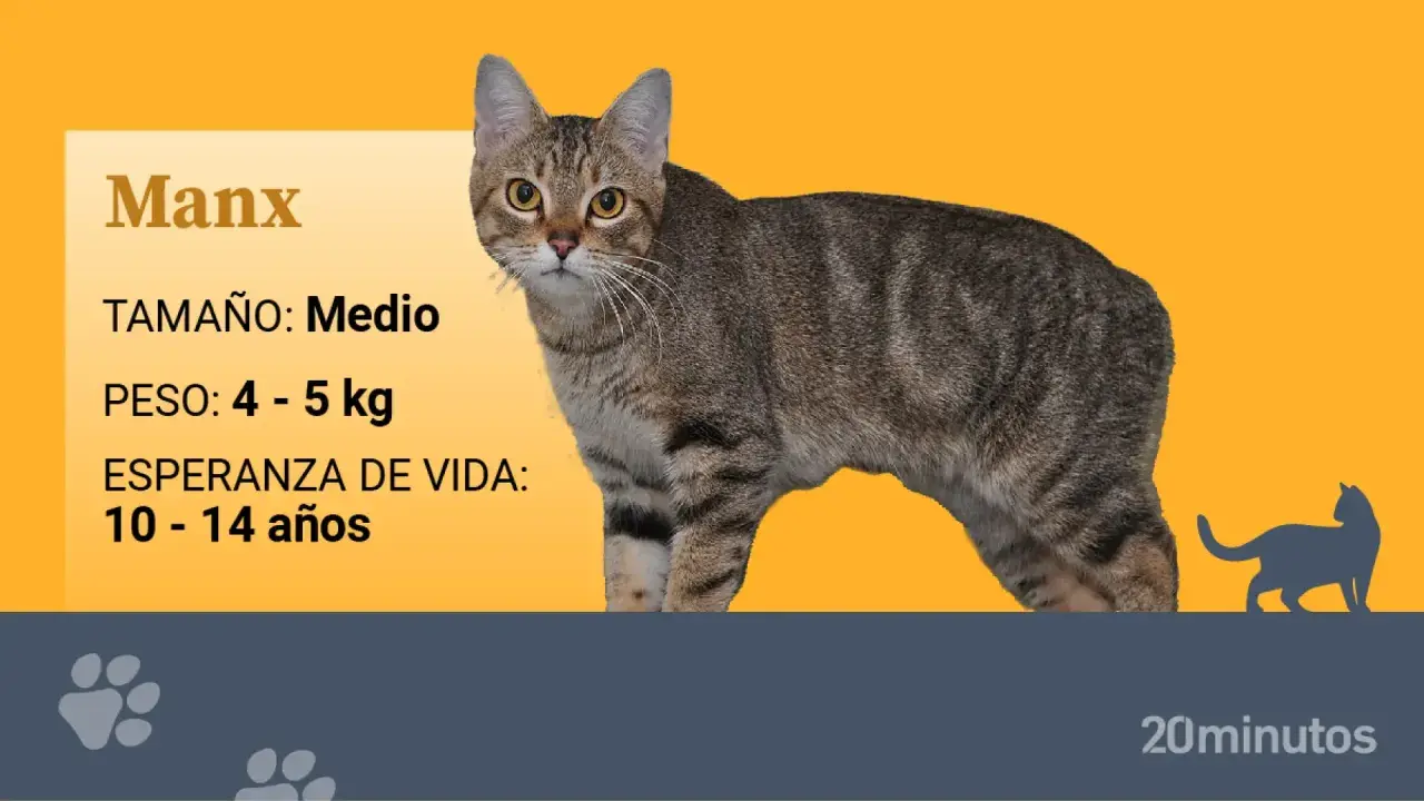 Un gato Manx, de tamaño medio y peso entre 4-5 kg, ¿será que esta es la raza de mi gato?