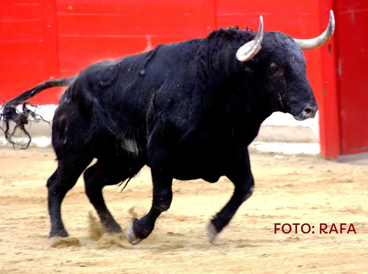 Toro negro bravo en la arena, listo para la lidia. Ganadería El Torero.