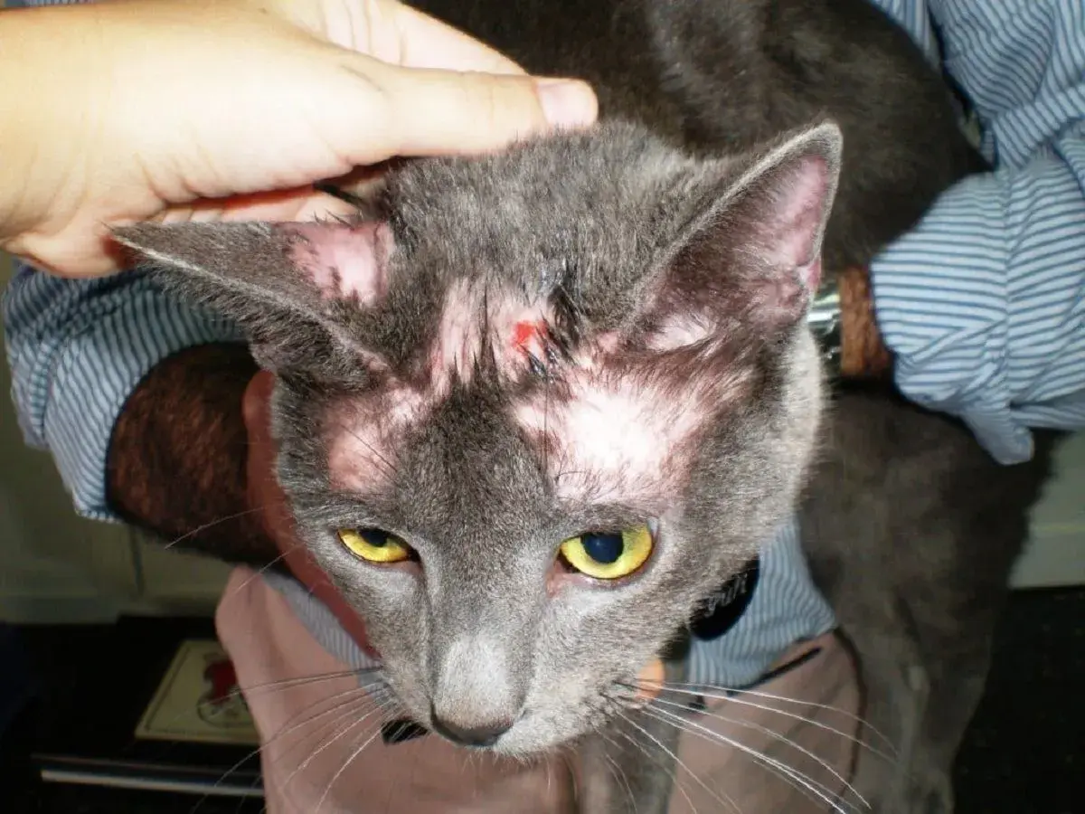 Gato gris con calvas notables en la cabeza y orejas, mostrando piel rosada y una pequeña herida.
