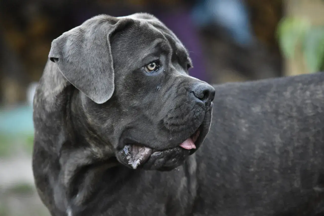 Potężny cane corso z niezwykłymi, niebieskimi oczami spogląda w bok, jego język lekko wystaje.