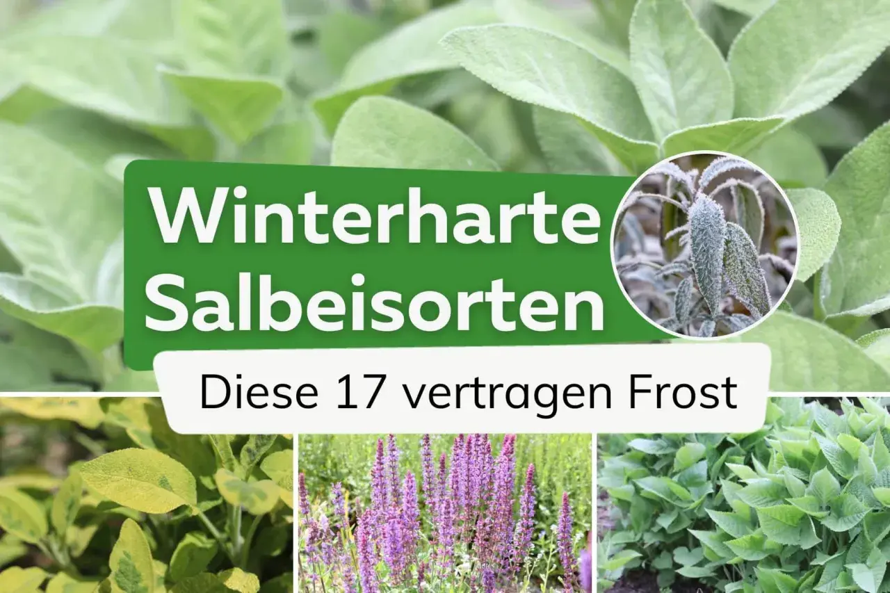 Winterharte Salbeisorten: Diese 17 vertragen Frost. Nahaufnahme von Salbeiblättern, einige mit Raureif bedeckt.