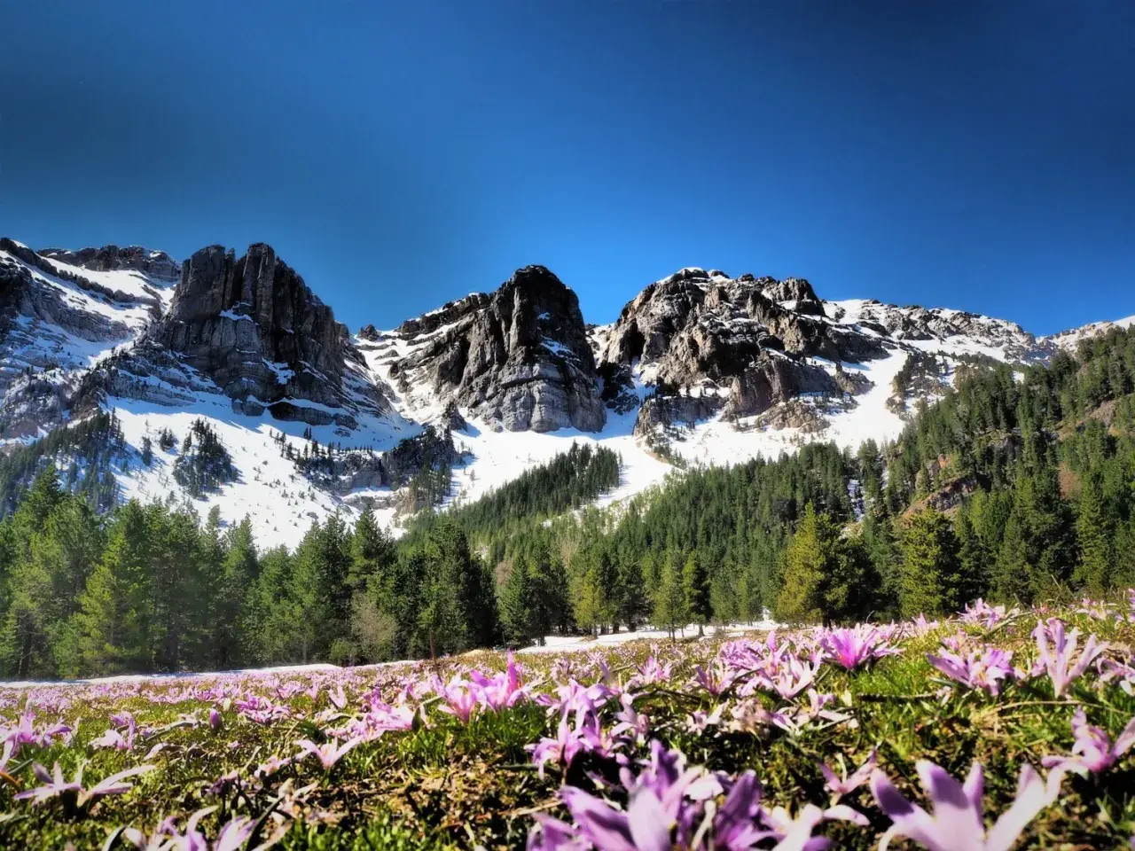 Flores moradas cubren el prado al inicio de la ruta Prat del Cadi, con montañas nevadas y bosques de pinos al fondo bajo un cielo azul.