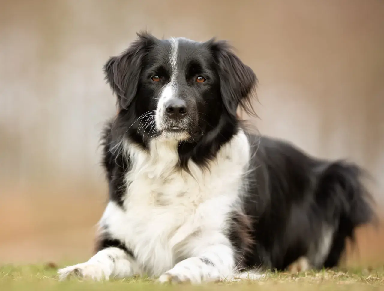 Ein Border Collie Australian Shepherd Mix liegt entspannt im Gras. Sein schwarz-weißes Fell und die aufmerksamen Augen machen ihn zu einem Blickfang.