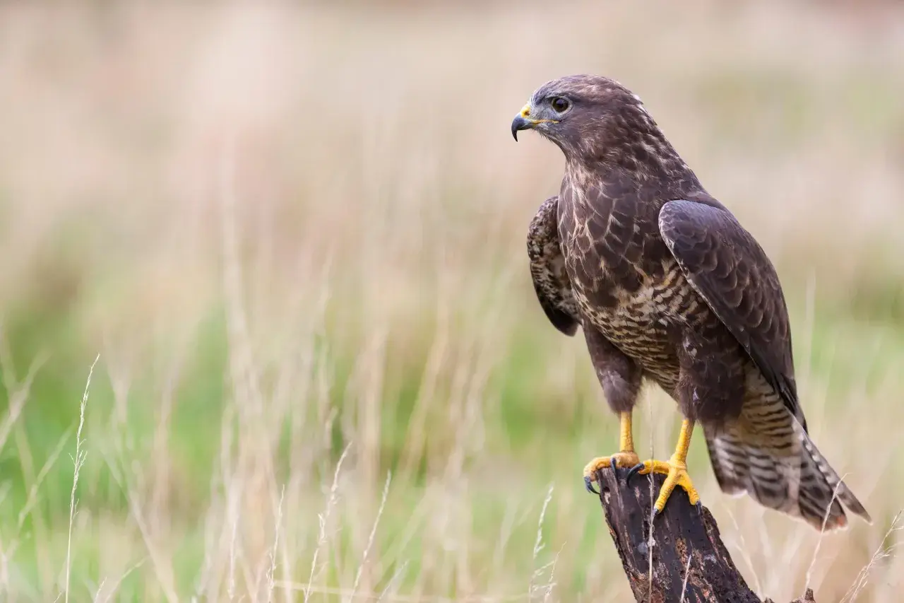 Ein Bussard, ein majestätischer Greifvogel, sitzt auf einem Baumstumpf. Sein Blick ist wachsam, bereit, seine Umgebung zu beobachten.