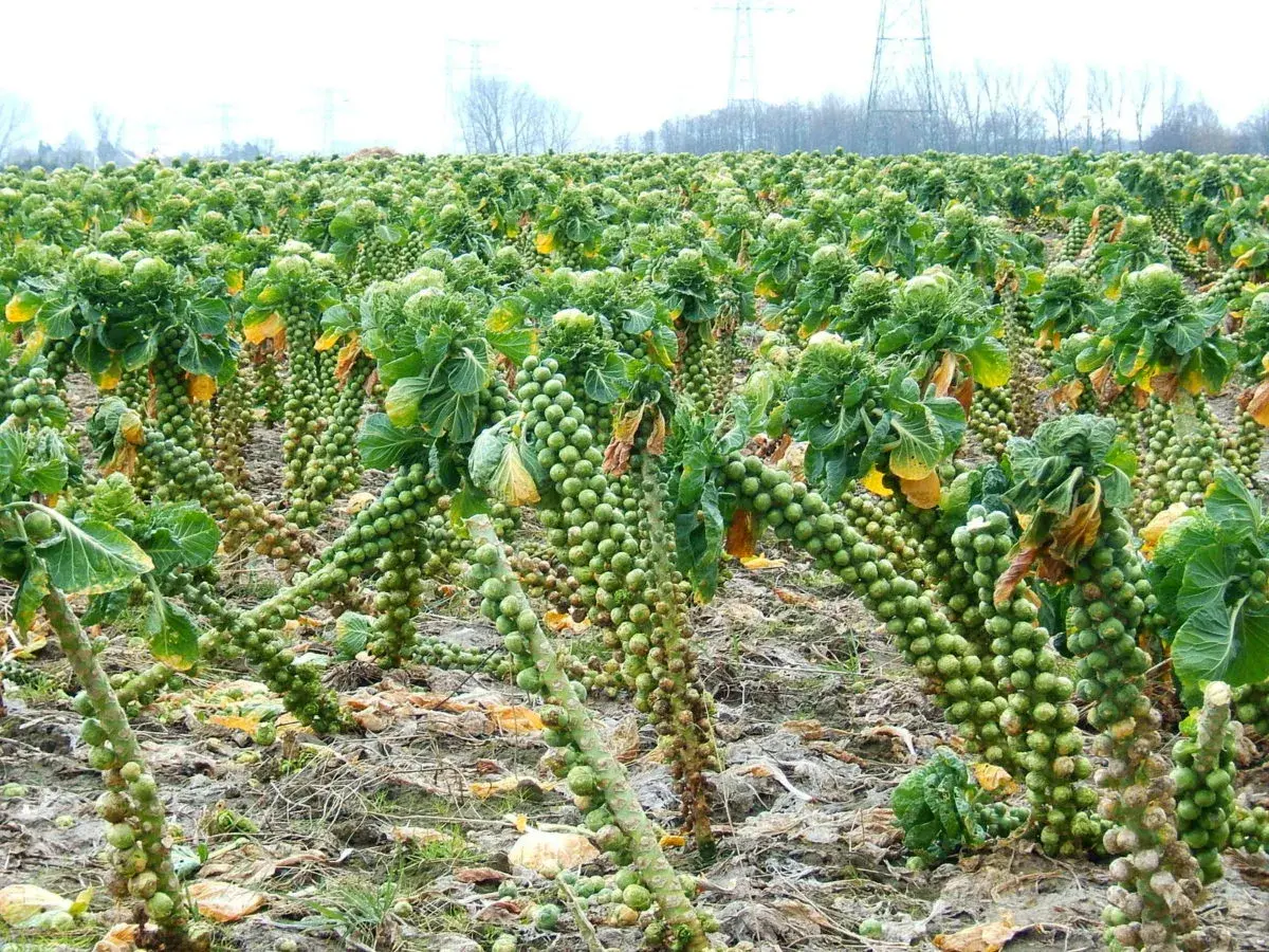 Reife Rosenkohlpflanzen stehen in Reih und Glied auf einem Feld. Die kleinen Röschen sind dicht an den Stängeln angeordnet.