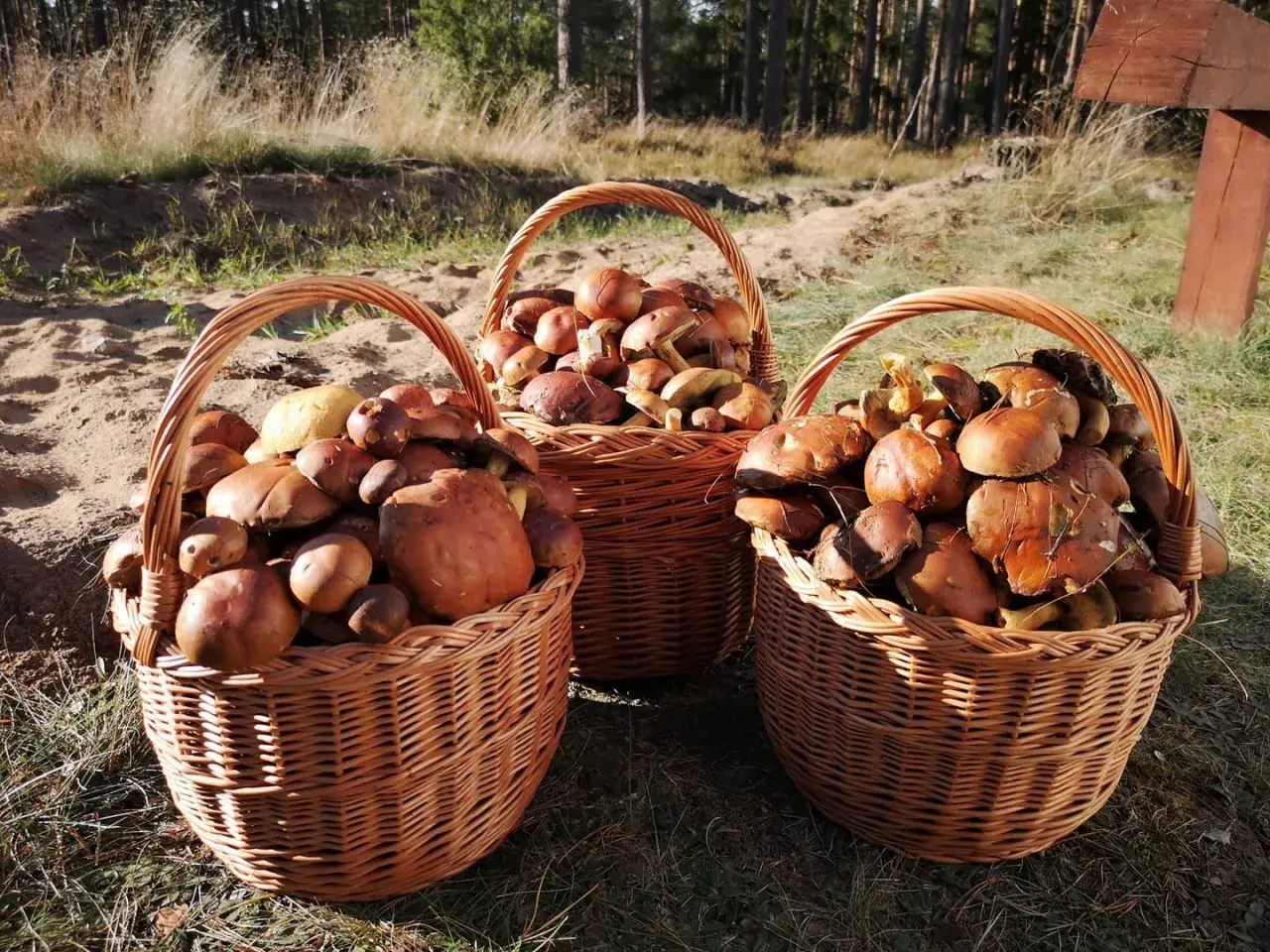 Pełne kosze grzybów po udanym wypadzie gdzie na grzyby w lubelskim. Leśne skarby czekają na przetworzenie.