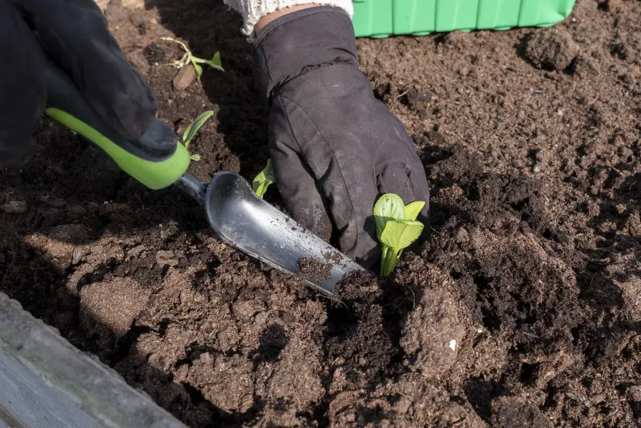 Händer med handskar planterar små plantor i jord. Bra tips för odla i pallkrage för en frodig skörd.