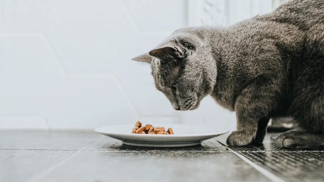 Graue Katze schnuppert an Futter auf Teller, aber die Katze frisst nicht.